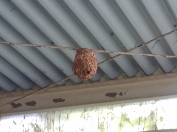 スズメバチ駆除　受付中！